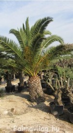 Phoenix canariensis